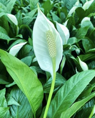Picture of Spathiphyllum - Peace Lily- big plant