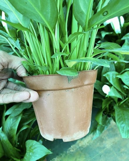 Picture of Spathiphyllum - Peace Lily- big plant