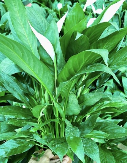 Picture of Spathiphyllum - Peace Lily- big plant