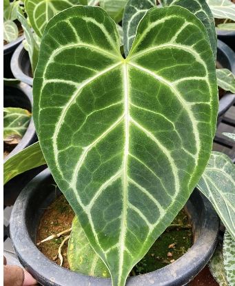 Picture of Anthurium Crystallinum - Leaf Anthurium