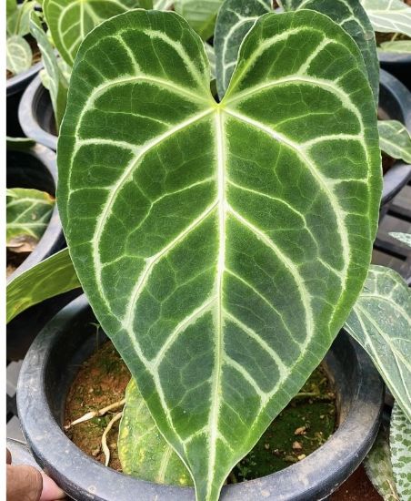Picture of Anthurium Crystallinum - Leaf Anthurium