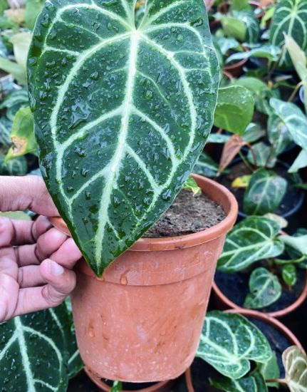 Picture of Anthurium Crystallinum - Leaf Anthurium