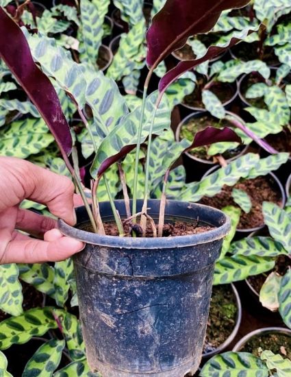 Picture of Calathea Combo - Rattle snake , Peacock - with pot