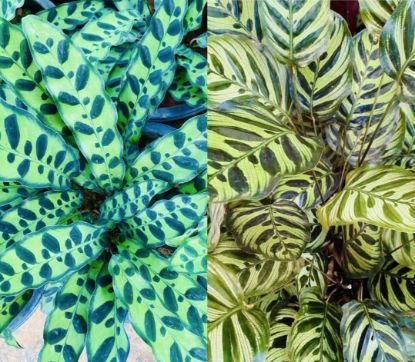 Picture of Calathea Combo - Rattle snake , Peacock - with pot