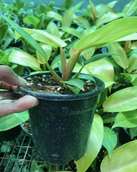 Picture of Philodendron - Orange splender, small plant - With pot