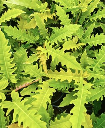 Picture of Philodendron - Golden Saw - Small Plant