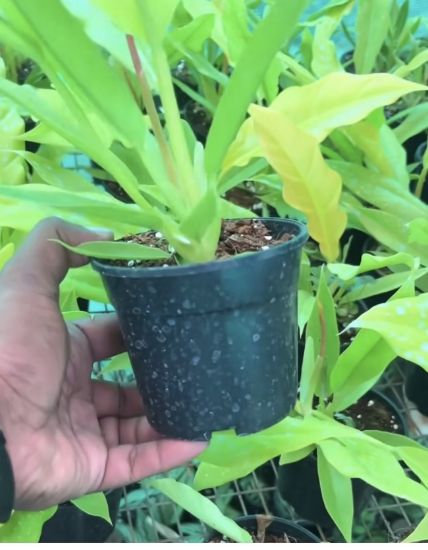 Picture of Philodendron - Golden Saw - Small Plant - With Pot