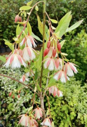 Picture of Elaeocarpus / Fairy petticoat /Jimikki kammmal plant