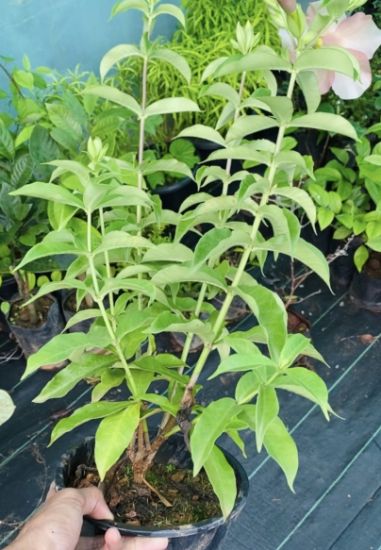 Picture of Allamanda - Combo Offer - Two Plants - Cream, Vibrant Purple