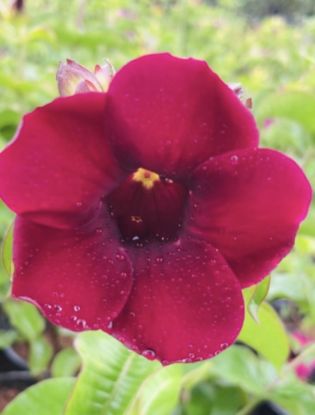 Picture of Allamanda - Vibrant Purple