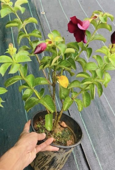 Picture of Allamanda - Vibrant Purple