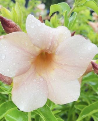 Picture of Allamanda - Cream