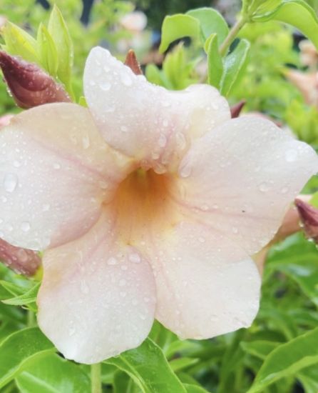Picture of Allamanda - Cream