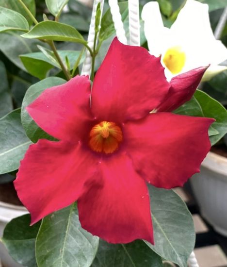 Picture of Mandevilla - Red