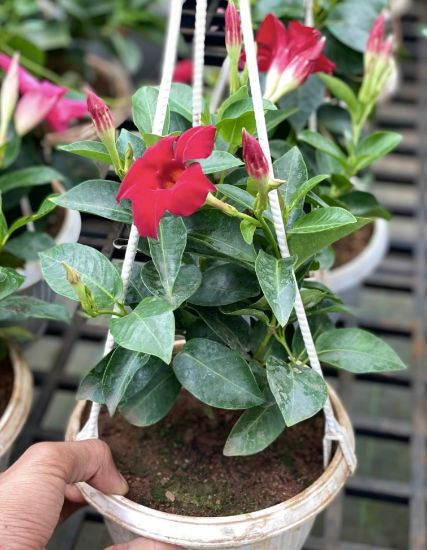 Picture of Mandevilla - Red