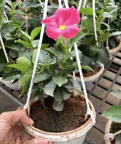 Picture of Mandevilla - Pink
