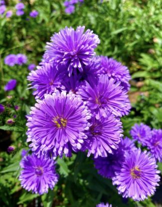 Picture of Daisy - Violet