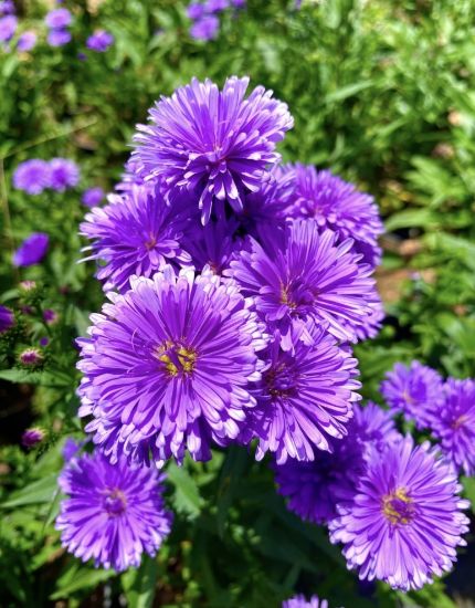 Picture of Daisy - Violet