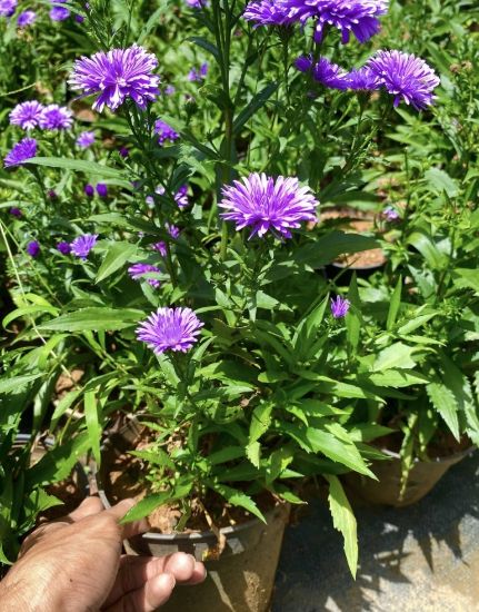 Picture of Daisy - Violet