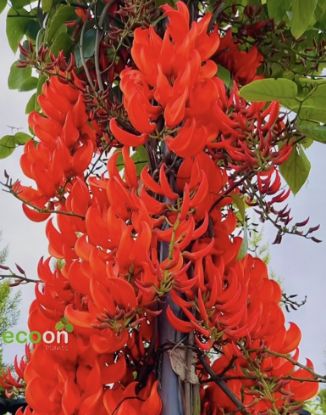 Picture of Jade Vine Creeper - Orange