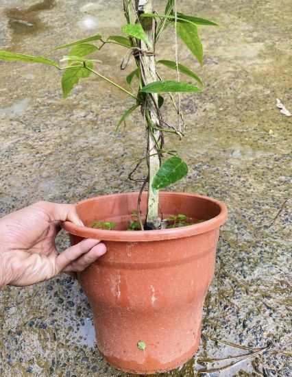 Picture of Jade Vine Creeper - Orange