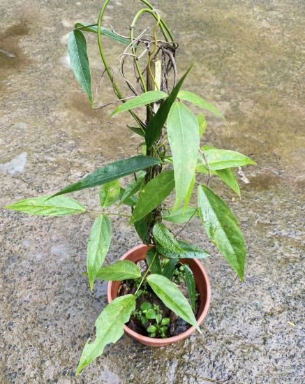 Picture of Jade Vine Creeper - Orange