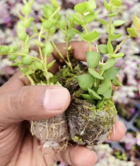 Picture of Million Hearts Hanging Plant - Combo Offer - 5Jiffy Plants-