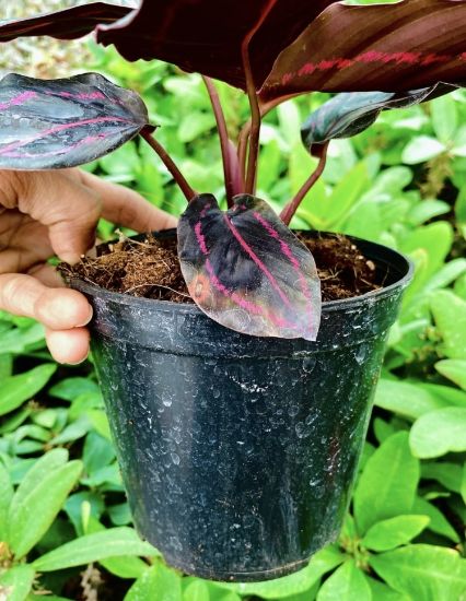 Picture of Calathea - Dottie - with pot