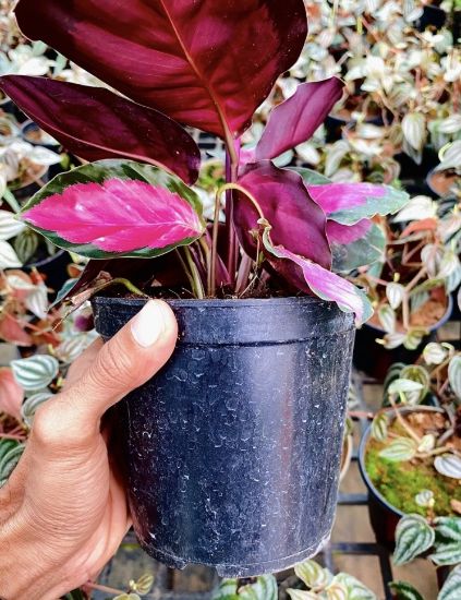 Picture of Calathea - Picturata Crimson - with pot