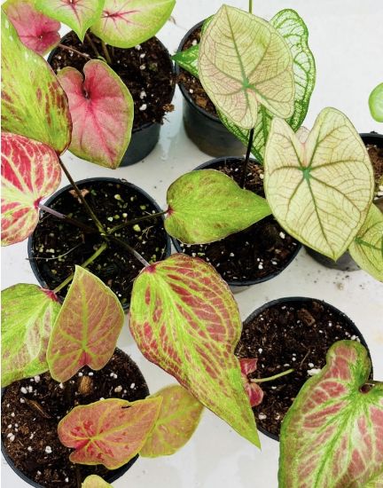 Picture of Caladium Combo - 7 colours - With pot