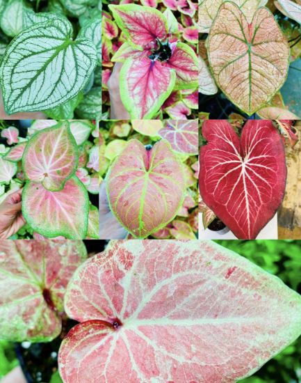 Picture of Caladium Combo - 7 colours - With pot