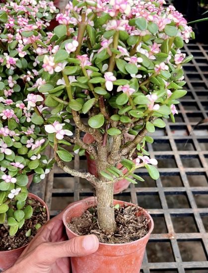 Picture of Jade Plant - succulent plant - with pot