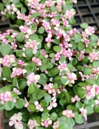 Picture of Jade Plant - succulent plant - with pot