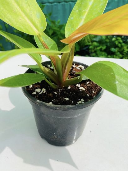 Picture of Philodendron Combo - with pot - Golden Saw, Golden Melinonii, Orange Splender