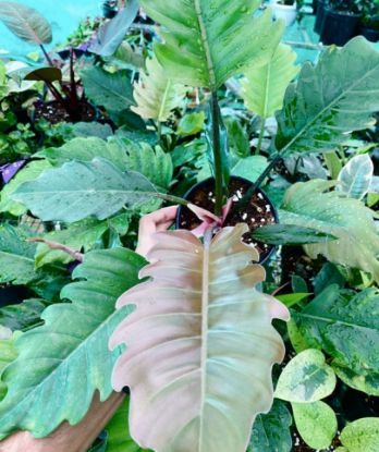 Picture of Philodendron - Choco Empress - With Pot -