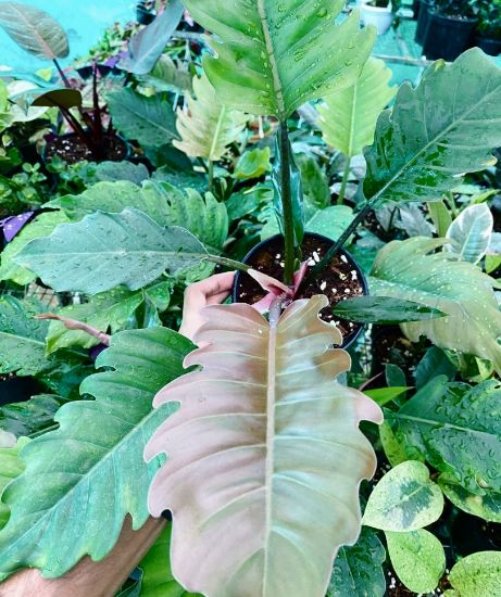 Picture of Philodendron - Choco Empress - With Pot -