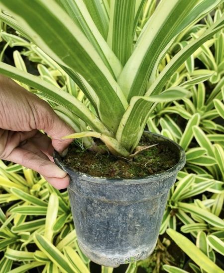 Picture of Bromeliads - verigated