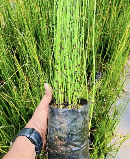 Picture of Water Bamboo
