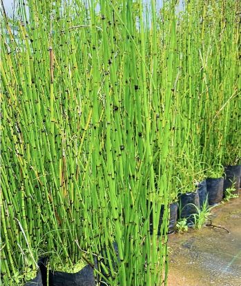 Picture of Water Bamboo