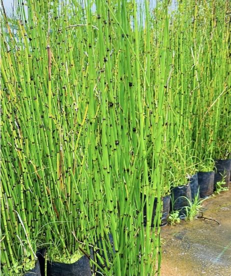 Picture of Water Bamboo