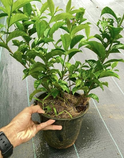 Picture of Yesterday Today Tomorrow Big plant