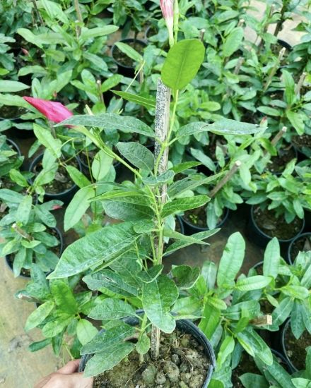 Picture of Mandevilla - Red