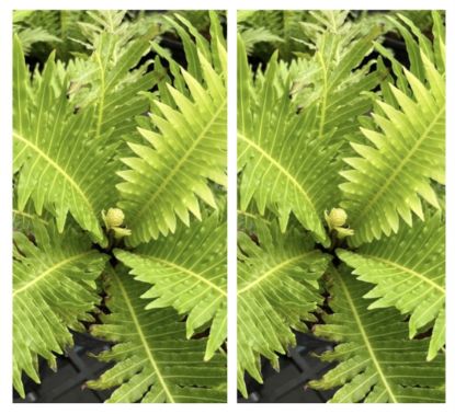 Picture of Tree fern - Combo Offer - Two Plants