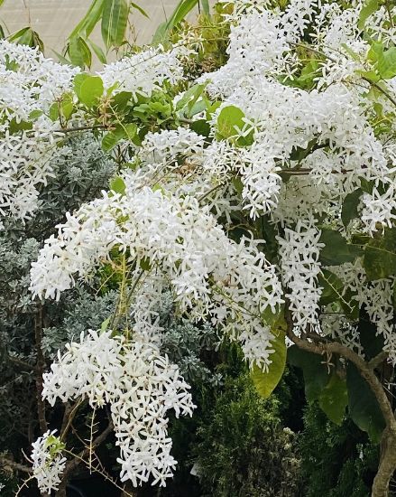 Picture of Petrea - white , small plant