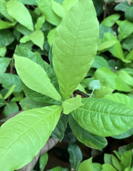 Picture of Petrea - white