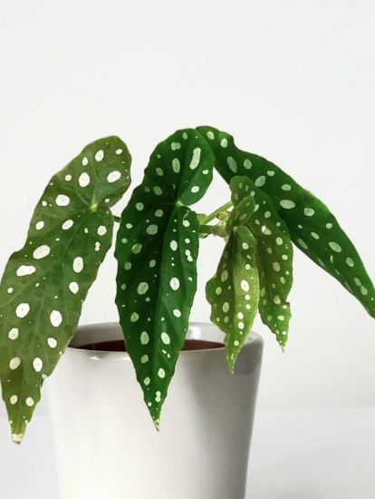 Picture of Polka Dot Begonia