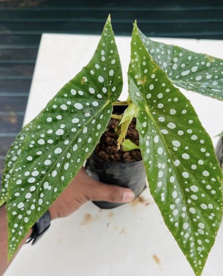 Picture of Polka Dot Begonia
