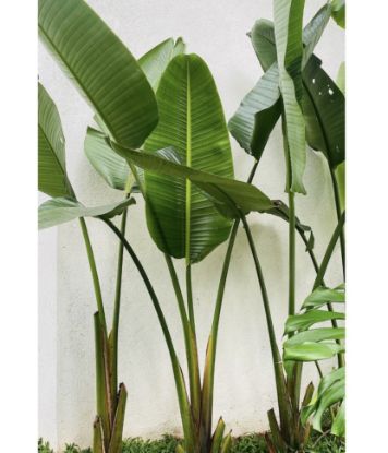 Picture of Bird Of Paradise