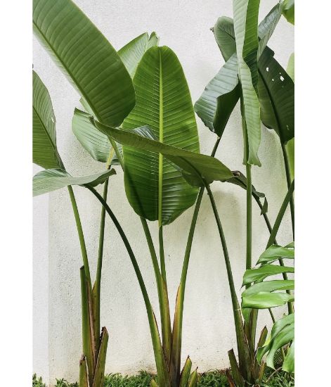 Picture of Bird Of Paradise
