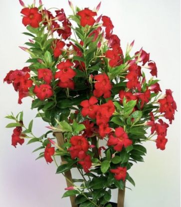 Picture of Mandevilla - Red